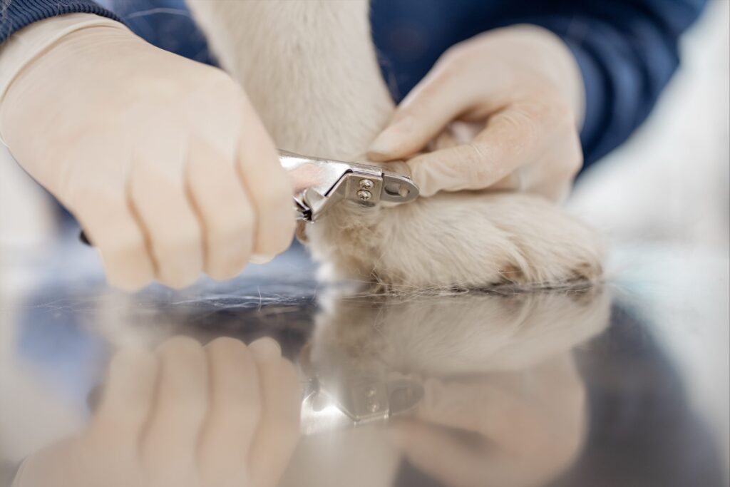- Negleklip - Dorthes Hundesalon ved Emina - close up of cutting dog toenail with nail clipper 2021 09 04 07 48 57 utc