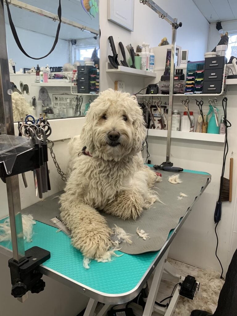 Hundesalon - Hjem - Dorthes Hundesalon ved Emina - image00022